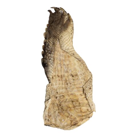 Real Nile Crocodile Leg Hide