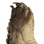 Real Nile Crocodile Leg Hide