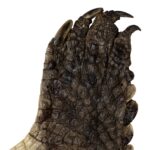 Real Nile Crocodile Leg Hide