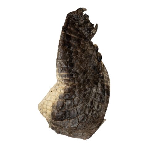 Real Nile Crocodile Leg Hide - 344 g