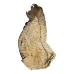 Real Nile Crocodile Leg Hide – 344 g