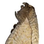 Real Nile Crocodile Leg Hide – 344 g