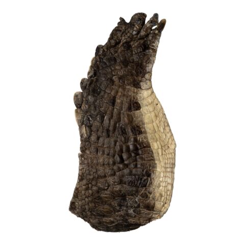 Real Nile Crocodile Leg Hide - 514 g