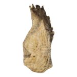 Real Nile Crocodile Leg Hide – 514 g