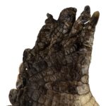 Real Nile Crocodile Leg Hide – 514 g