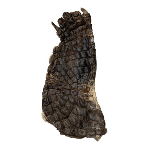 Real Nile Crocodile Leg Hide - 326 g