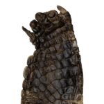 Real Nile Crocodile Leg Hide – 326 g