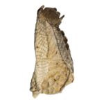 Real Nile Crocodile Leg Hide – 326 g