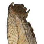 Real Nile Crocodile Leg Hide – 326 g