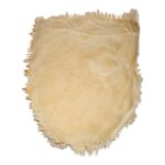 Real Human Parietal Bone