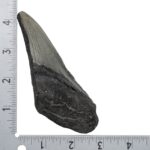 Real Megalodon Tooth – Half – 4.6562 oz