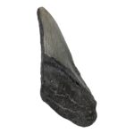 Real Megalodon Tooth – Half – 4.6562 oz