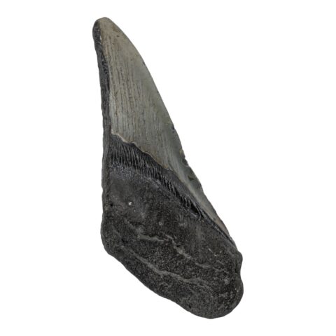Real Megalodon Tooth - Half - 4.6562 oz