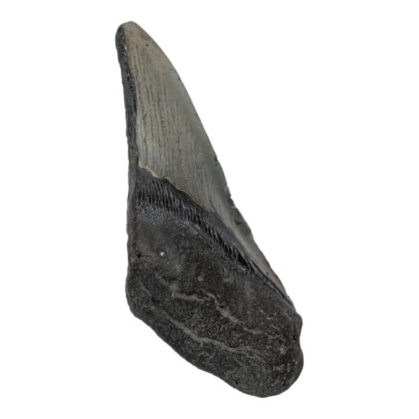 Real Megalodon Tooth – Half – 4.6562 oz