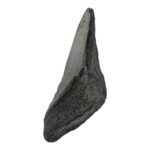 Real Megalodon Tooth – Half – 4.6562 oz