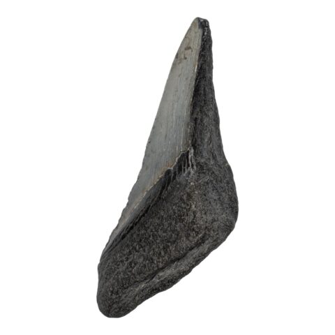 Real Megalodon Tooth - Half - 4.6562 oz