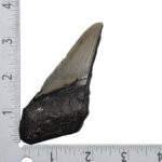 Real Megalodon Tooth – Half – 2.8925 oz