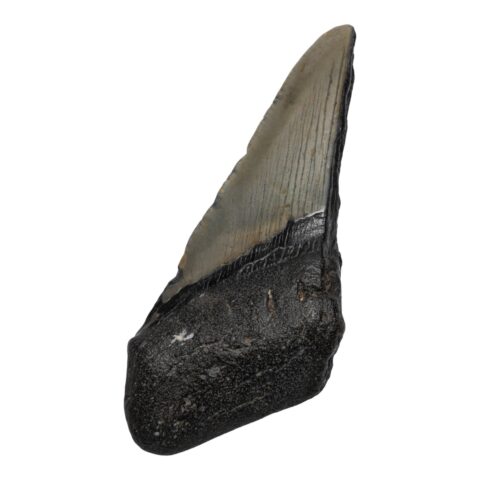 Real Megalodon Tooth - Half - 2.8925 oz