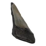 Real Megalodon Tooth – Half – 2.8925 oz