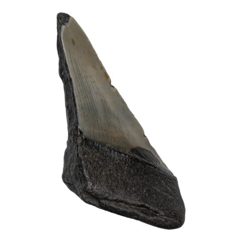 Real Megalodon Tooth - Half - 2.8925 oz