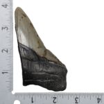 Real Megalodon Tooth – Half – 3.5274 oz