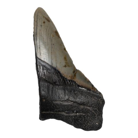 Real Megalodon Tooth - Half - 3.5274 oz