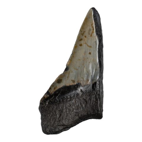 Real Megalodon Tooth - Half - 3.5274 oz
