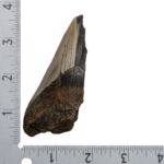 Real Megalodon Tooth – Half – 2.8219 oz
