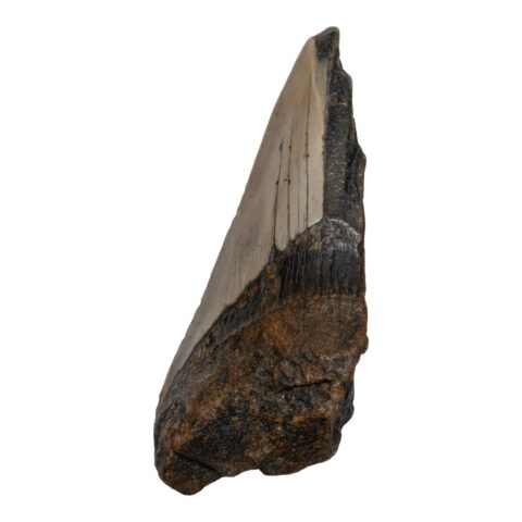 Real Megalodon Tooth - Half - 2.8219 oz