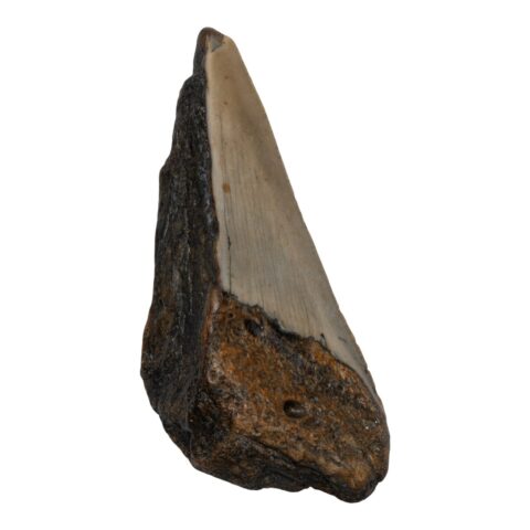 Real Megalodon Tooth - Half - 2.8219 oz