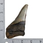 Real Megalodon Tooth – Half – 3.6685 oz