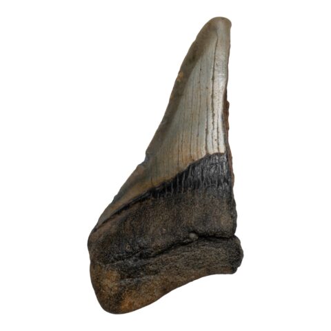 Real Megalodon Tooth - Half - 3.6685 oz