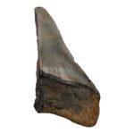 Real Megalodon Tooth – Half – 3.6685 oz