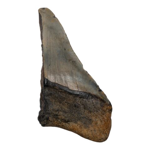 Real Megalodon Tooth - Half - 3.6685 oz