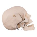 Real Research Quality Human Skull – 19.4 oz