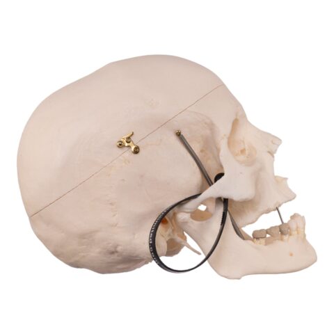 Real Research Quality Human Skull - 19.4 oz