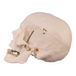 Real Research Quality Human Skull – 19.4 oz
