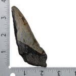 Real Megalodon Tooth – Half