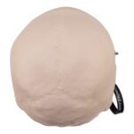 Real Research Quality Human Skull – 19.4 oz