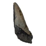Real Megalodon Tooth – Half