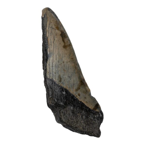 Real Megalodon Tooth – Half