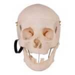 Real Research Quality Human Skull – 19.4 oz
