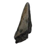 Real Megalodon Tooth – Half