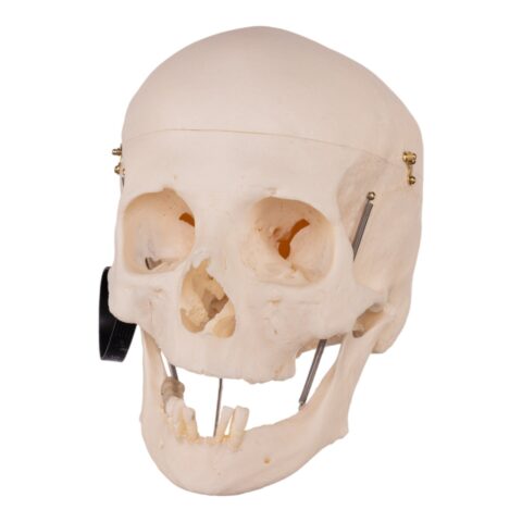 Real Research Quality Human Skull - 19.4 oz