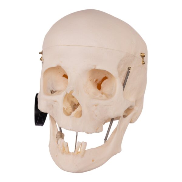 Real Research Quality Human Skull – 19.4 oz