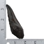 Real Megalodon Tooth – Half – 2.0459 oz