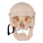 Real Research Quality Human Skull – 21.5 oz