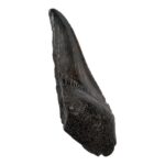 Real Megalodon Tooth – Half – 2.0459 oz