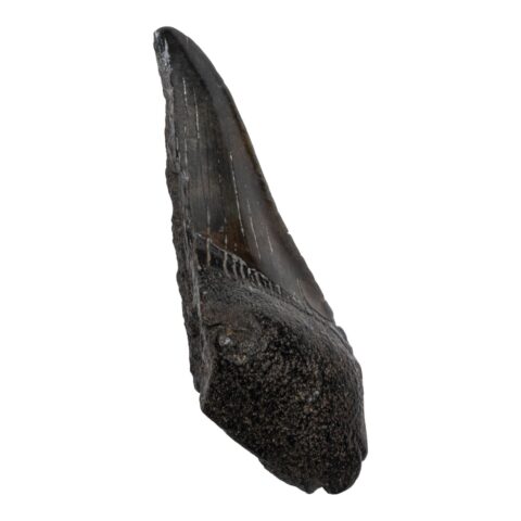 Real Megalodon Tooth - Half - 2.0459 oz