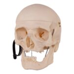 Real Research Quality Human Skull – 21.5 oz